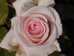 Afternoon rose(s) at Regent's Park, London 2