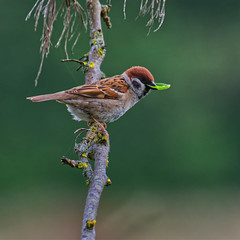 House/Tree Sparrows