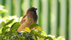 PARDAL - House Sparrow