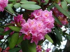 Graal-Müritz / Rhododendronpark