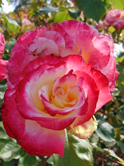 Afternoon rose(s) at Regent's Park, London 4