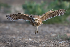 Burrowing Owls in Colorado