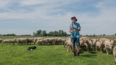Vockestaert Sheep Herd