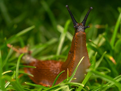 Snails (Gastropoda)