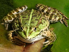 Grenouille verte - Green frog