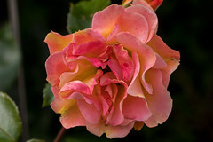 Rosen ( Rosa ) "Königinen der Blumen"