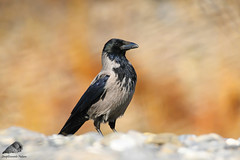 Cornacchia Grigia (Corvus cornix)
