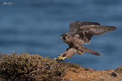 Falcão-peregrino / Peregrine falcon (Falco peregrinus)