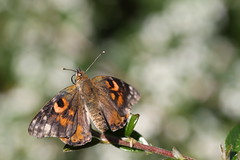 Butterfly Aberrations