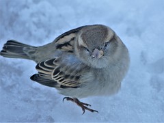Sparrows, Blackbirds, Thrush & Dunnocks