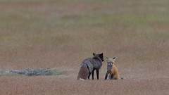 2019-06-02 American Camp Foxes