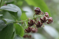 Coriariaceae