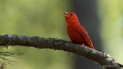 Tanager (Summer)