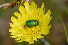 UK Coleoptera