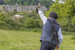 Falconry from Horses with Martin Whitley professional horse falconer