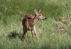 RMANWR Deer 6/3/19