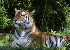 Smithsonian National Zoo 21 May 2019  (1162) Amur Tiger
