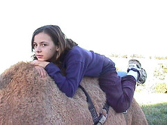 soursob bob's camels - may 2000