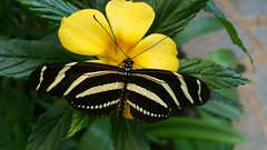 2019 TENERIFE - ICOD butterfly garden