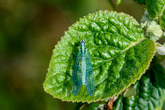 UK Neuroptera, Megaloptera & Raphidioptera - Lacewings, Alder Flies & Snakeflies