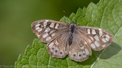 Tircis - Speckled wood