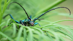 Beetles & Bugs