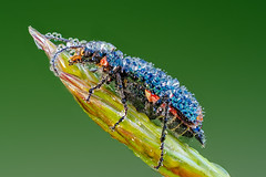 Insekten - Käfer
