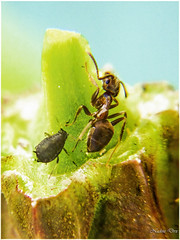 Formicoidea - Les fourmis