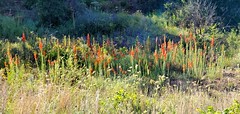 Wildflowers Of The Wichita Mountain Wildlife Refug