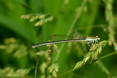 Dragonflies and Damselflies 2019