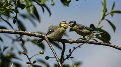| Tit(Bird) Feeding Its Babies | 13-06-2019 |