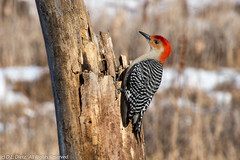 BIRDS - Red-Breasted Woodpecker