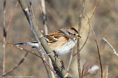 BIRDS - Song Sparrow