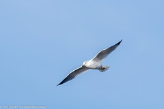 BIRDS - Herring Gull