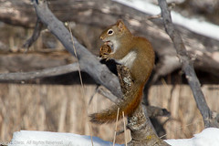 MAMMALS - American Red Squirrel