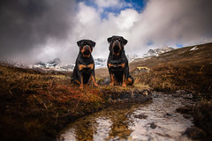 Dogs of Alaska