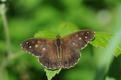 Butterfly aberrations