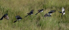 wagtails in flight