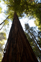 Armstrong Redwood State Park, California