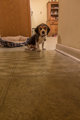 Humphrey the Beagle