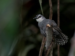Birds of the Amazon - Aves da Amazonia - Aves de la Amazonia