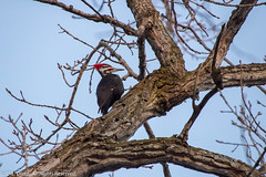 BIRDS - Pileated Woodpecker