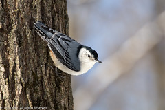 BIRDS - White-Breasted Nuthatch