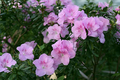 Rhododendron. Azalea.