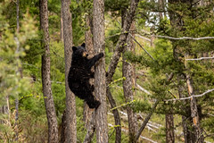 Yellowstone Wildlife 2019