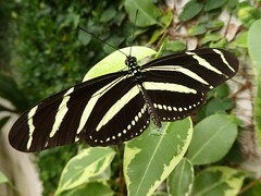 Papillon zèbre - Zebra Longwing