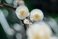 菇箘 mushroom