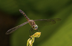 Dragonflies,Butterflies,  and Insects