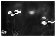 The Somber Flowers