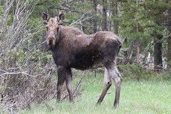 Rocky Mountain National Park Wildlife 6/14/19